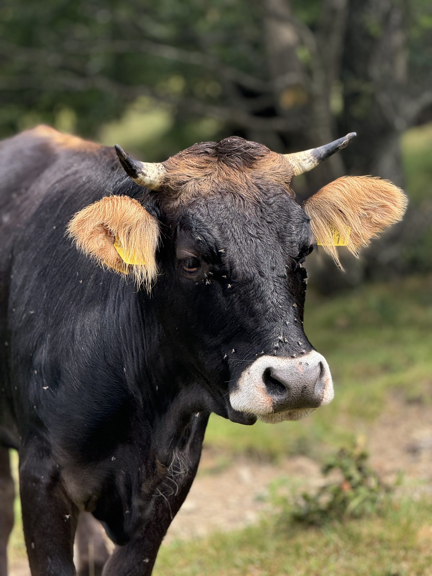 Agrobiodiversità, il nuovo bando regionale